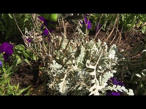 Refreshing Dusty Miller – Garden Notes