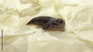 A great slug (lat. Limax maximus) crawls on cabbage leaves. The great slug or the great leopard slug is a terrestrial gastropod mollusk of the order pulmonary snails of the family Limacidae.