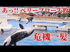 危ないっ!!「ベリーブロー」飛出し失敗 鴨川シーワールド シャチパフォーマンス KamogawaSeaworld シャチショー