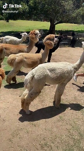 #alpaca #spit #damn #nottoday #nope #getbackwench