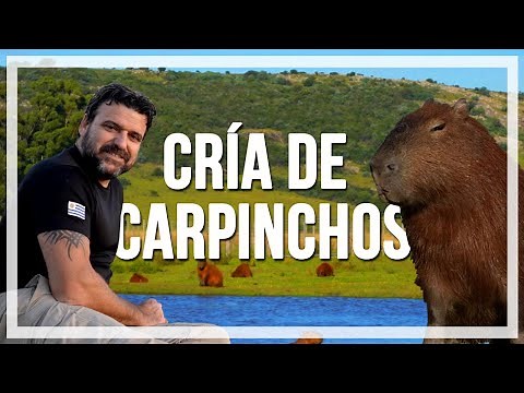 🔹CRÍA de CARPINCHOS, especie AUTÓCTONA del Uruguay, 🔹programa Contacto🌎🌍