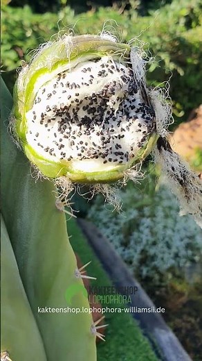 San Pedro: Pures Gärtnerglück!