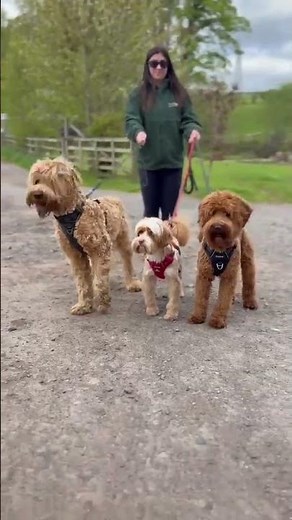 Tora’s Australian Labradoodles Size Guide