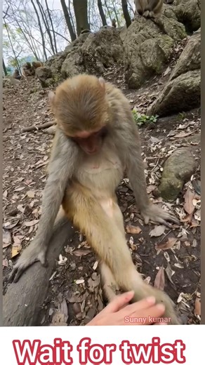 Monkey Funny Reaction: Twist toh dekho 😂#monkeyshorts #funnymonkey #monkeylove #animals #wildlife