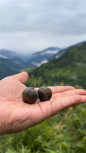 Shalini Kapruwan on Instagram: "Himalayan Wild Pear (Pyrus pashia) a native mountain pear tree. The fruit becomes dark when ripe and is widely loved by Himalayan wildlife, especially bears. #HimalayanWildPear #mountains #Uttarakhand #nature #himalayan #PyrusPashia #MountainGrown #WildPearTree #HimalayanMountains #WildFruit #HimalayanWildlife"