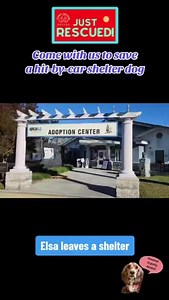 🚨 Come with us to rescue an injured shelter cocker spaniel! 🚑💨💨💨 | Camp Cocker Rescue