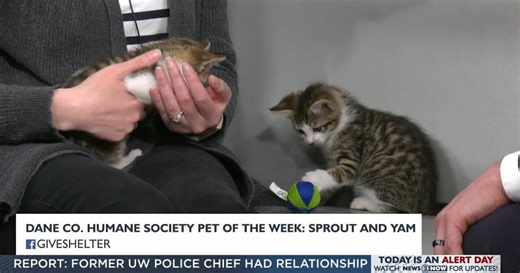 Meet the Dane County Humane Society Pet of the Week: Sprout and Yam!