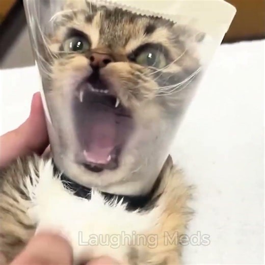 These Cat Compilation are the Best 😍🤣 #funnycat #kucinglucu #funny #lucu #laughingmeds