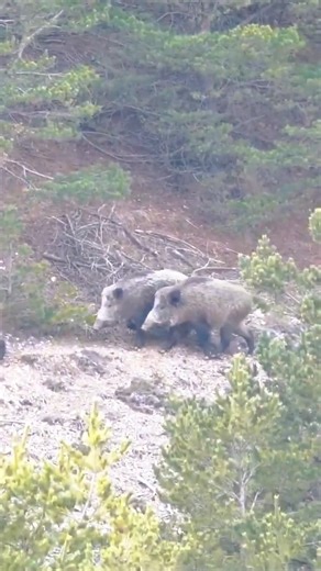 Wild Boar Flew Out of the Forest Trail. #hunting #wildlife #wildboar #animals #wildpig #hunting #...