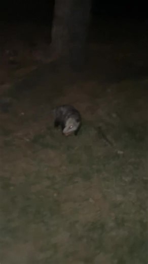 It’s spooky critter season and my dogs were highly confused and Asher was freaking. Ahhhh. Fall and country living. I am the official critter rodent saver of my family. Just a city girl living in Central Illinois. 😉😳 #oppssum #dogs #mice #goldendoodles | Dawn Sterling