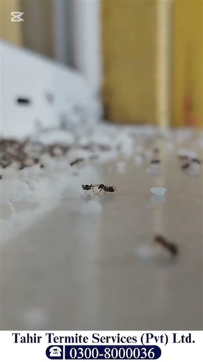 Ants Control killer Spray Pest Control Fumigation Services in Lahore