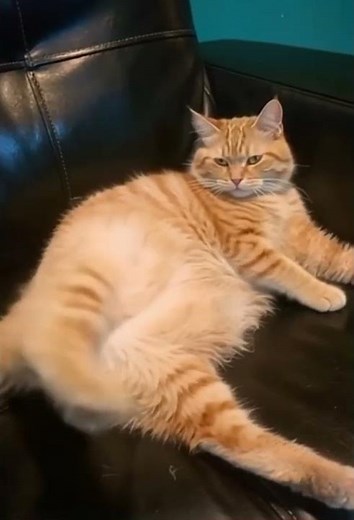 Funniest Cat Fart Ever Caught on Camera #fart #funny #cat #stitch