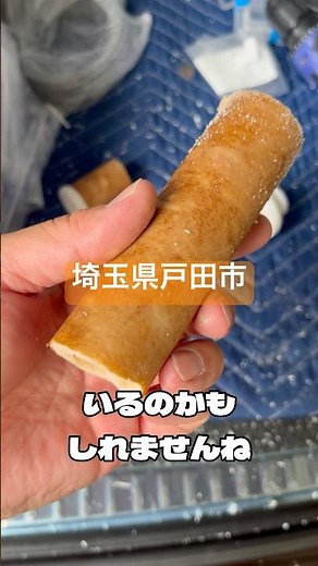 【第156回】 1年使った浄水器フィルターカートリッジの汚れチェック！埼玉県戸田市🇯🇵 #メンテナンス #分解 #汚れ #水道 #作業