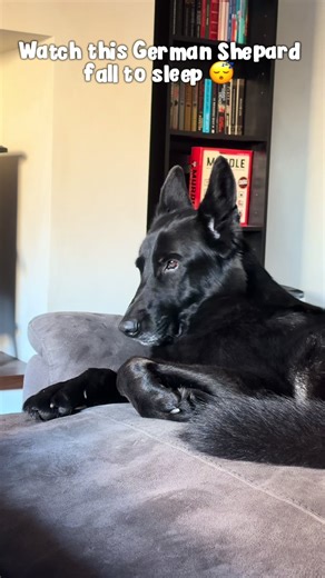 German Shepherds in Deep Sleep: Adorable Moments