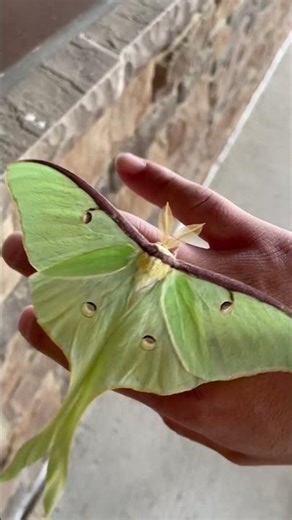 Luna moth 🌙