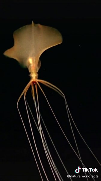 The Mysterious Magnapinna of the Deep