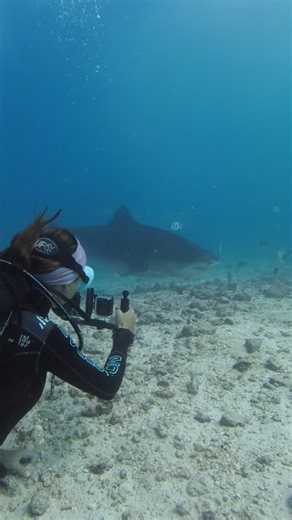 Beatrice Pellegrino | Subacquea & Squali on Instagram: "Da quando ero piccola, ogni volta che mi avvicinavo all’acqua speravo di vedere uno squalo. Poi ho iniziato a girare il mondo, inseguendo nuove specie di squali in oceani sempre diversi. E dalla prima volta che mi sono trovata faccia a faccia con uno di questi animali meravigliosi sott’acqua, ho capito che ne avrei voluto uno sempre con me. @bennyyb97 ha finalmente trasformato questo desiderio in realtà. Con la sua cura, la sua sensibilità 