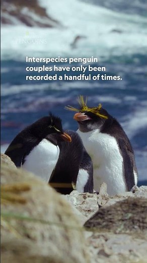 Love knows no species 🐧💛 Meet the penguin pair defying the odds. #SecretsOfThePenguins