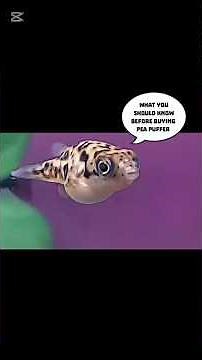 How to Keep Pea Puffers Happy: Complete Care Guide! #peapuffer #nanofish #aquascape #fishkeeping
