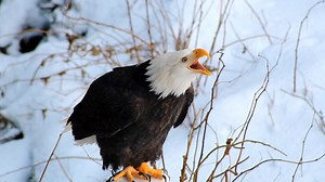 383K views · 52K reactions | Sunset, a Bald Eagle and Raptor-in-Residence here at the Alaska Raptor Center, showing off her vocalization skills! For such a powerful bird, the Bald Eagle has a surprisingly shrill sounding call, usually a series of high-pitched whistling or piping notes. Did you know Hollywood sound editors often dub over a Bald Eagle's call, with another bird's vocalization? The piercing, earthy screams of a Red-tailed Hawk. | Alaska Raptor Center | Facebook