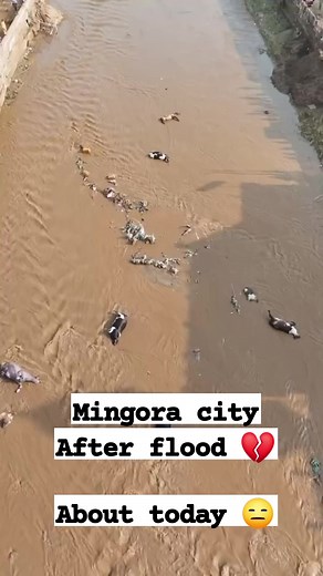 501K views · 6.4K reactions | #Mingora city After flood  About today  . . . . #mingora #swat #rain #flood #cloudbrust #myloverawalpindi #myloveislamabaad #pg19videos #amazingislamabad #death #news #breaking #reelschallenge | My love Islamabaad | Facebook