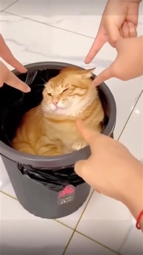 Funny Cat Videos😂#funny #cat #funnycats#usa