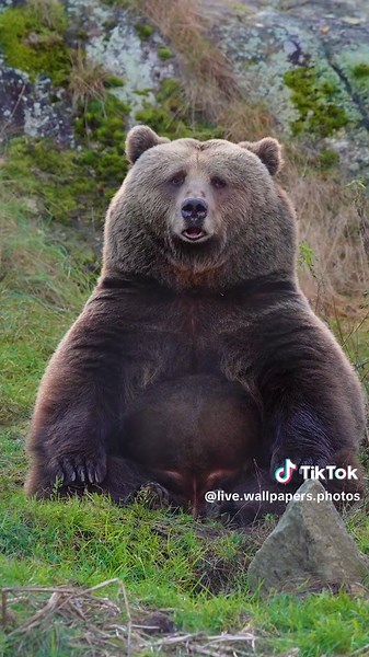 Bear Relaxing Live Wallpapers Photos #bear #bears #animal #animalsoftiktok #animallover #nature #wallpaper #livephoto #livewallpaper #videowallpaper #phonewallpaper #bestwallpapers #newwallpaper #8k #4k