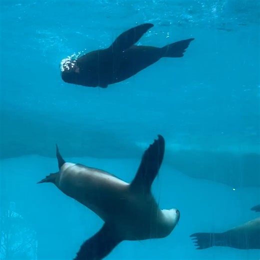 There are so many animals to meet at Taronga, so grab a map and start exploring 🗺️🐾 | Taronga Zoo Sydney