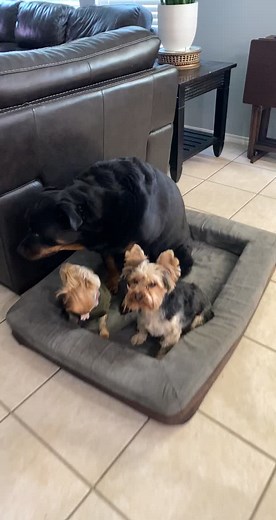 Dog meeting #puppybullying #rottweilerpuppy #yorkielife #fyp