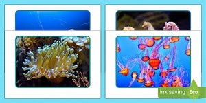 Tropical Fish Photo Pack