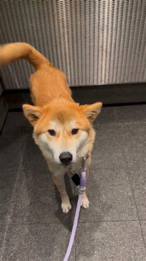 Tail tags with Ritto