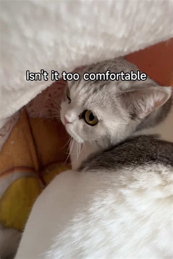 The cat actually used the instant noodle container as a cat bed! #cat #catsoftiktok #catbed #cats #catlover