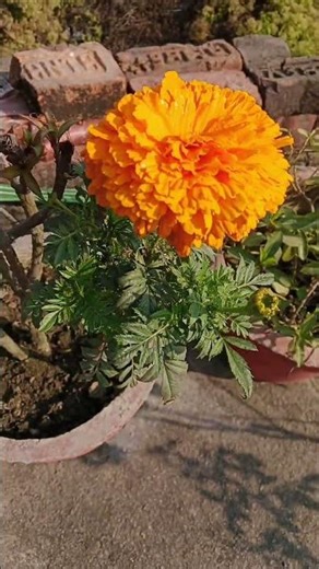 किसिने फुल से पुछा