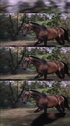 Andrei Tarkovsky’s Solaris + my atmospheric song that it inspired #cinema #moviescenes #tarkovsky
