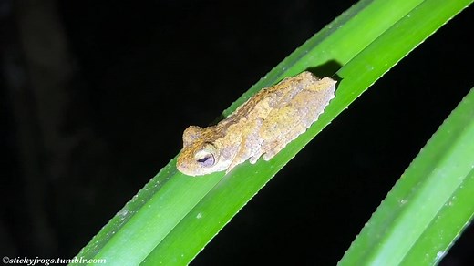 Many Beautiful Frogs of Kuranda, Far North Queensland! | Stickyfrogs