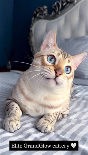 Snow Lynx Bengal 🐆🤍 Richltmeow Xiao 💎 * * * * #snowbengal #snowbengalkittens #snowlynxbengal #bengalcat #bengal #bengallove #bengalkatze #gattobengala #bengalkucing #bengalkedisitürkiye #karbengal #bengalcatworld #bengalcatclub #bengalcatsofinstagram #elite_grandglowcattery #bengalfrance #bengalbarcelona #bengalkiev #bengalistanbul #bengalturkey #bengalcatsofinstagram #bengalkittensmiami #bengalnyc #bengalboston #bengalstexas #bengalkittens | Natali Nikolaeva