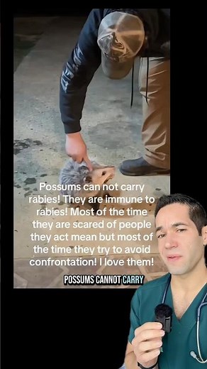 Is it safe to pet possums?