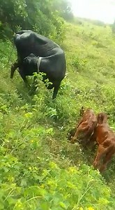 From Requin, St. David, farmer Martin Lewis aka Bo, started off the year with his heifer's first 2 offsprings. | Mikey Hutchinson