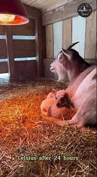 7 Tips for Baby Goats to Survive