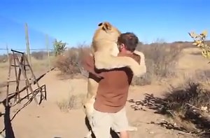 Overexcited lion jumps into man's arms.