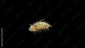 the larva of the Polychaeta worm under the microscope, at the nektohet stage, of the Spionidae family, type Annelida, has many cilia, rare frames, very unusual look