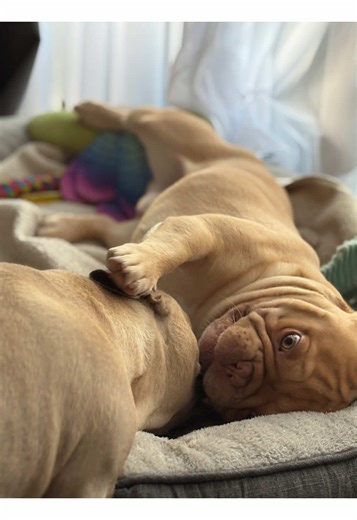 Funny Dog Playdates: A Prehistoric Twist