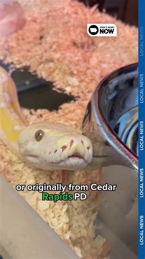 Meet Sir Hiss-a-Lot, a 9-foot reticulated python, found in the grass in Cedar Rapids this week. These types of snakes are illegal in Iowa due to their size and ability to kill smaller animals. https://bit.ly/42ZW3Cb | Iowa's News Now
