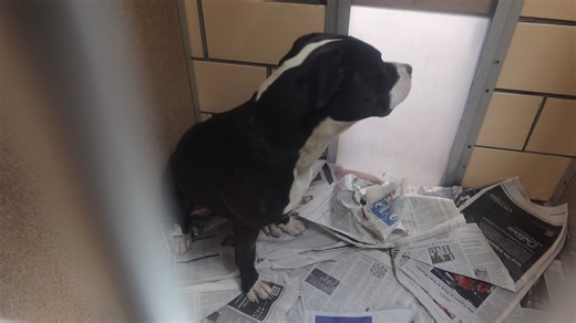 Sparky is a one and a half year old neuter male pittie. He is good with children and with cats. Not really been with other dogs. how's broken. Would love to go for walks with you. For adoption at the TLC Animal Shelter 13016 W 151st st Homer Glen IL | Tender Loving Care Animal Shelter