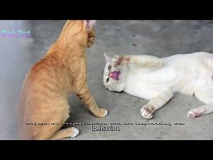 how do cat mating?