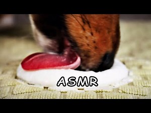 Puppy ASMR Dog Eats Frozen Goats Milk Treat Satisfying Relaxing Tingly Eating Sounds No talking