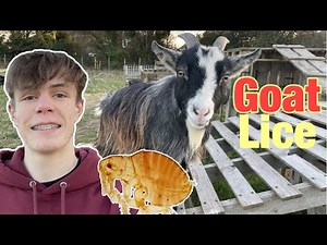 The Easiest Way To Treat Goat Lice