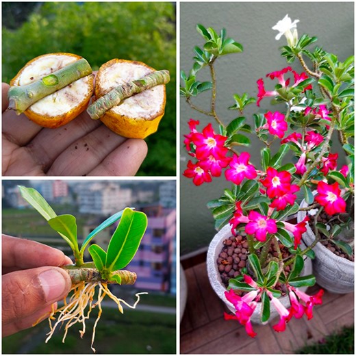 Best & easy to grow adenium plant at home from cutting || Simple to way gardening | Rana Craft