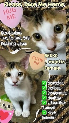 Calico Kitten For Adoption - 3 Months, NEKKO from Petaling Jaya, Selangor
