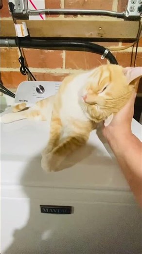 Chai Kitty Loves the Washing Machine Vibes 🐾 | Vibing on the Washer: Chai Kitty Edition #orangecat